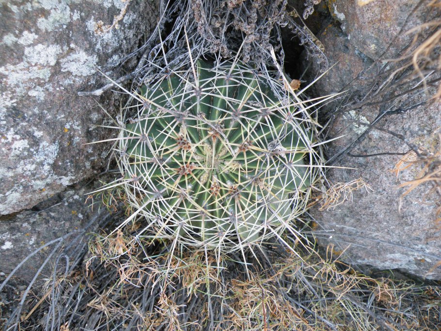 Ферокактус обладает колючками листового происхождения