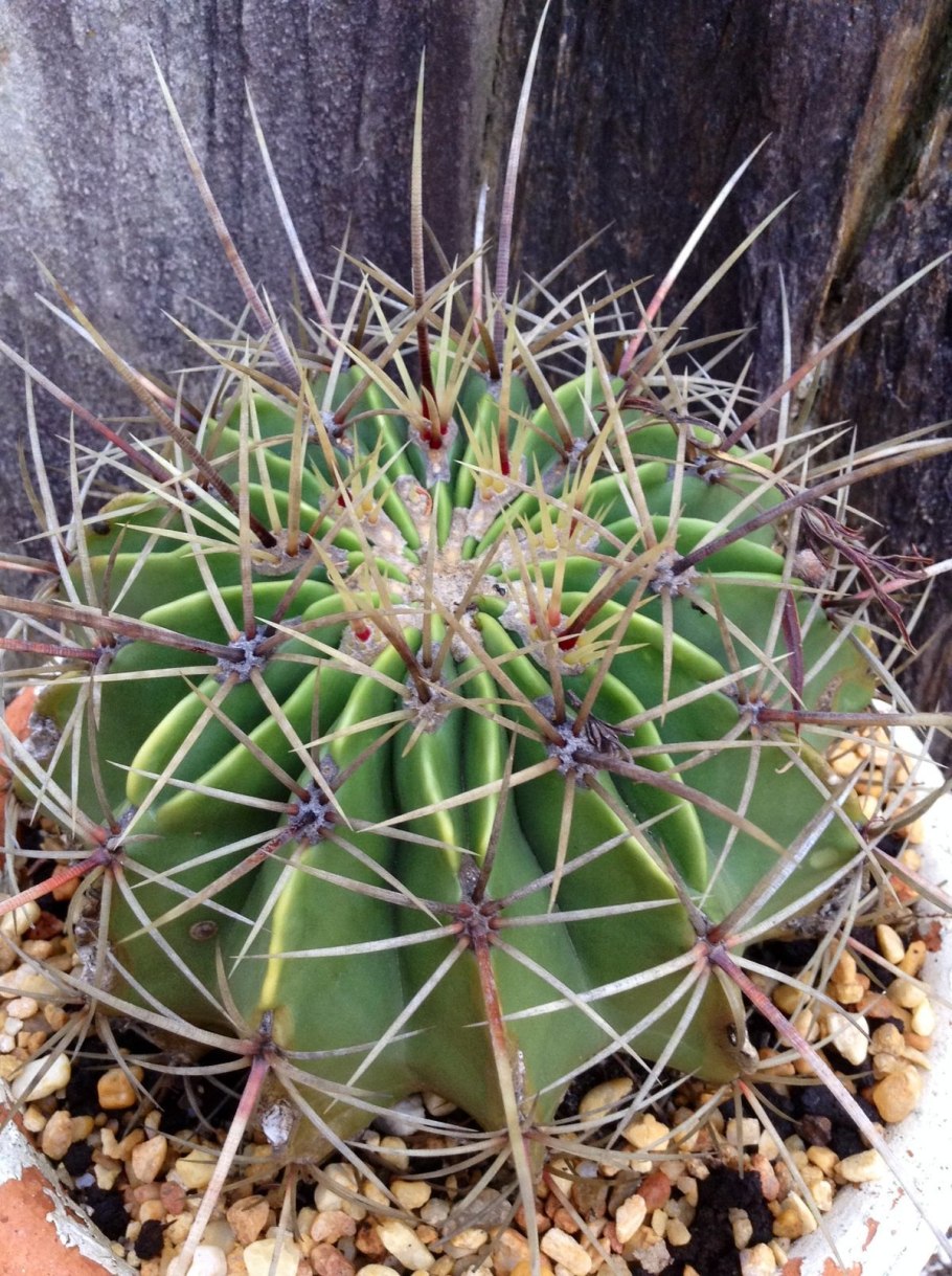 Ферокактус hystrix