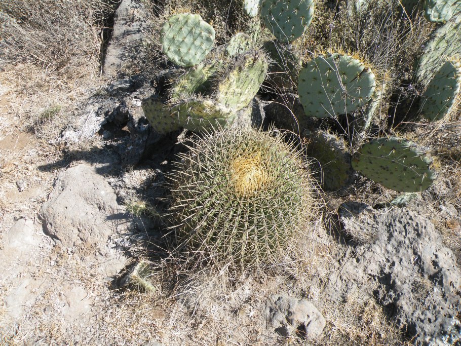 Ферокактус Хистрикс цветение