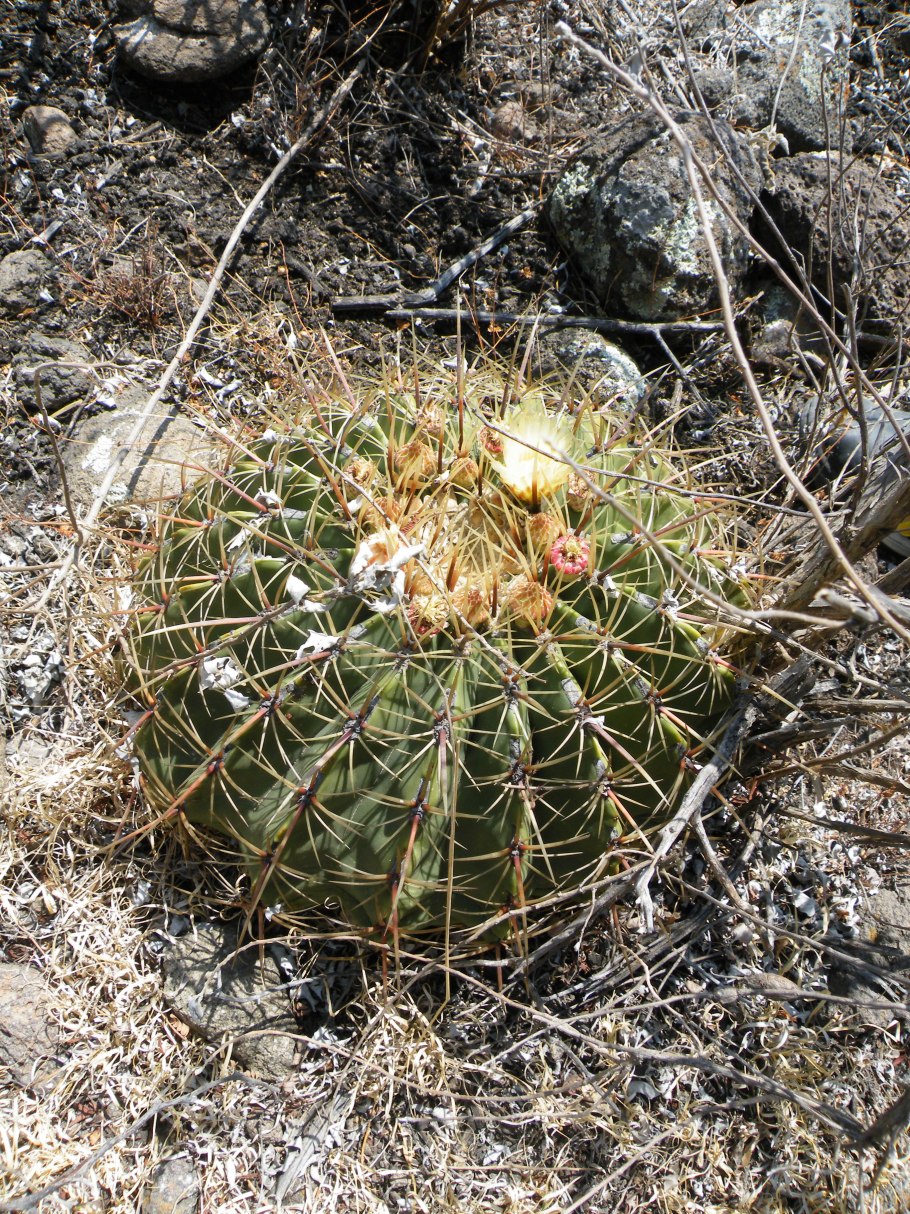 Ферокактус хистрикс