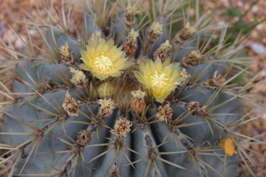 Ферокактус Шнайдер