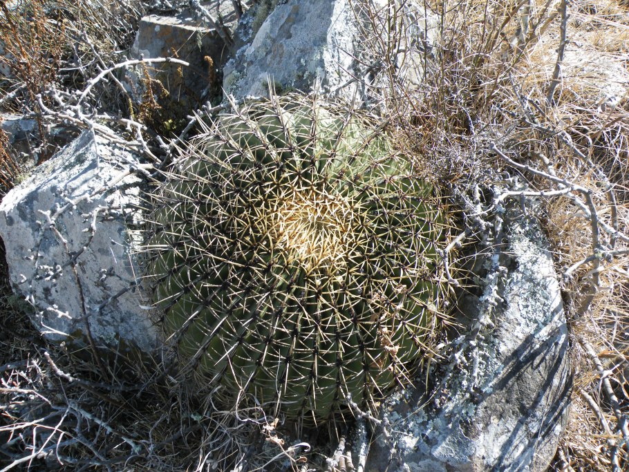 Ферокактус Херрера