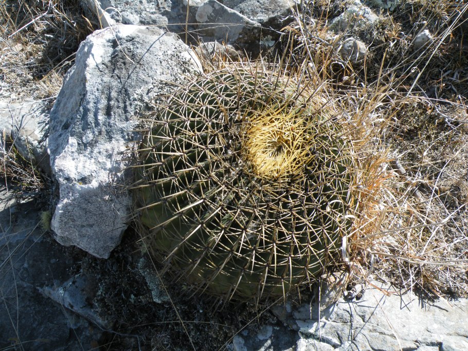 Ferocactus robustus