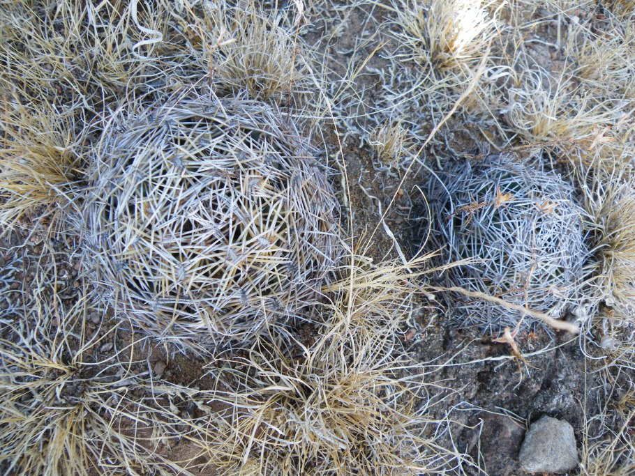 Ферокактус латиспинус