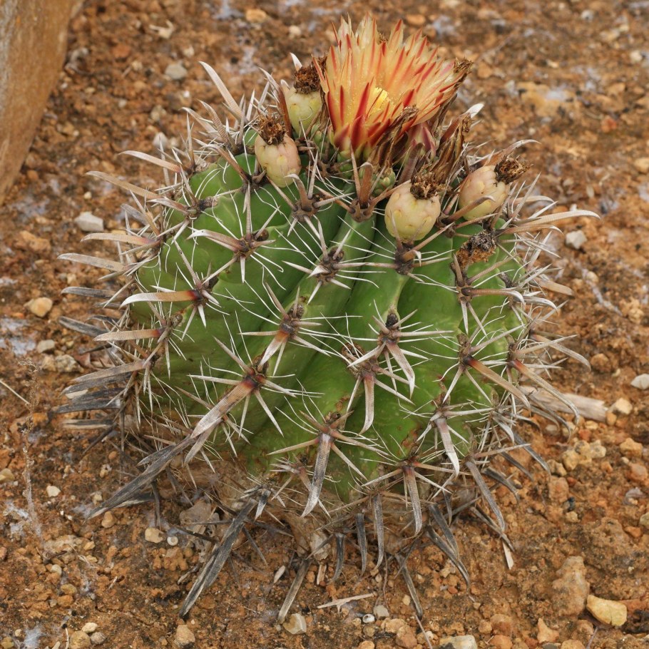 Ферокактус Пенинсула