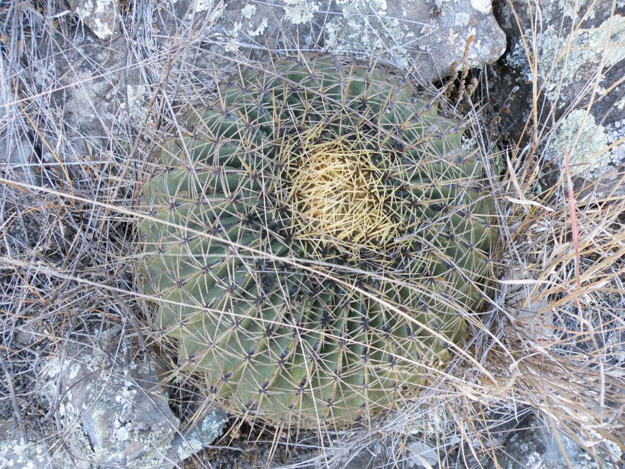 Ферокактус колливеи