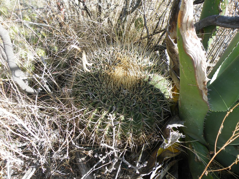 Ferocactus pringlei