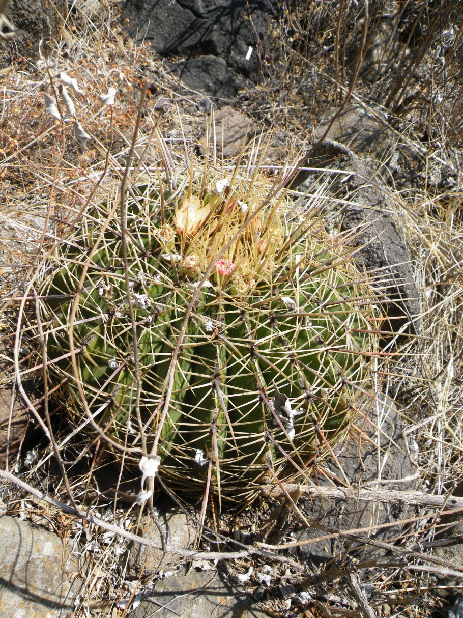 Cephaloceraton histrix