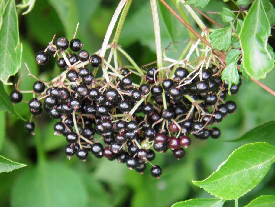 Элеутерококк медонос