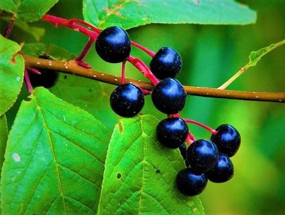 Черёмуха обыкновенная плоды