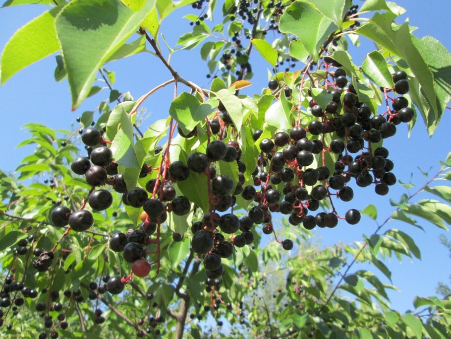 Черёмуха обыкновенная ягоды