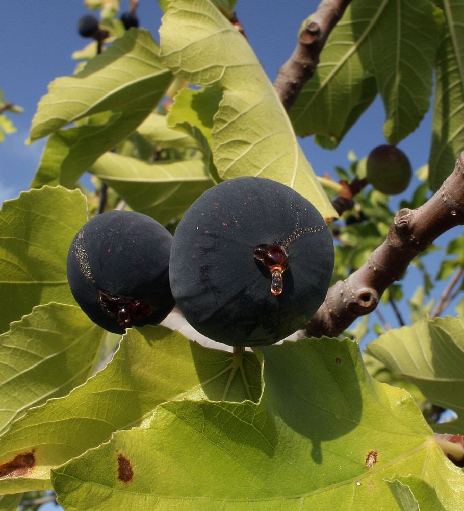 Сорт инжира Крымский черный