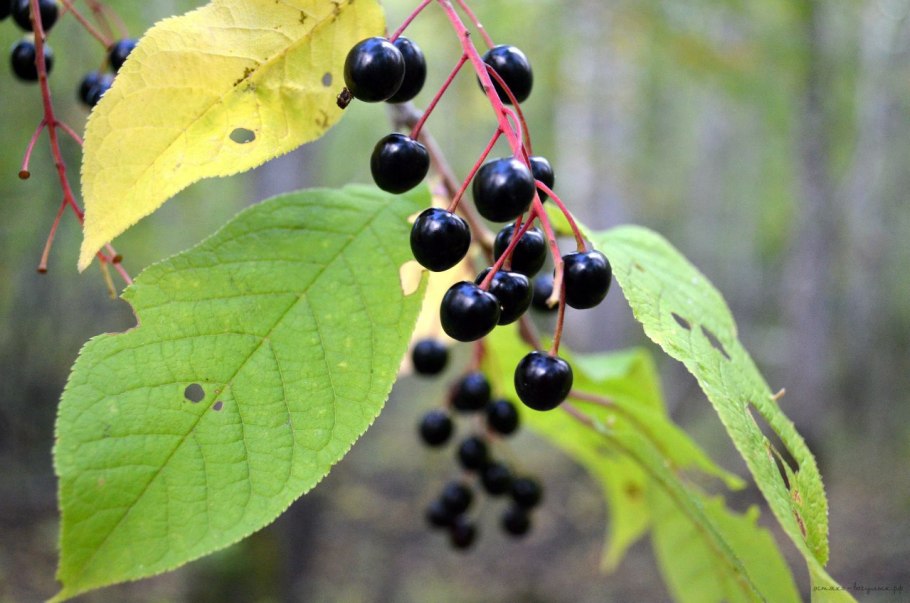 Черёмуха обыкновенная ягоды