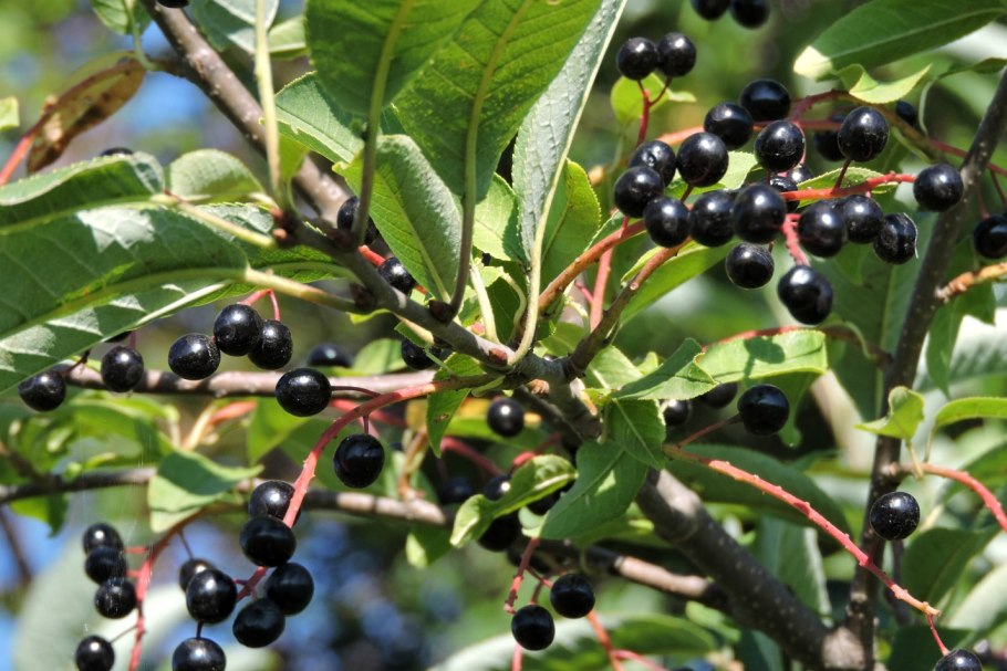 Черёмуха обыкновенная плоды