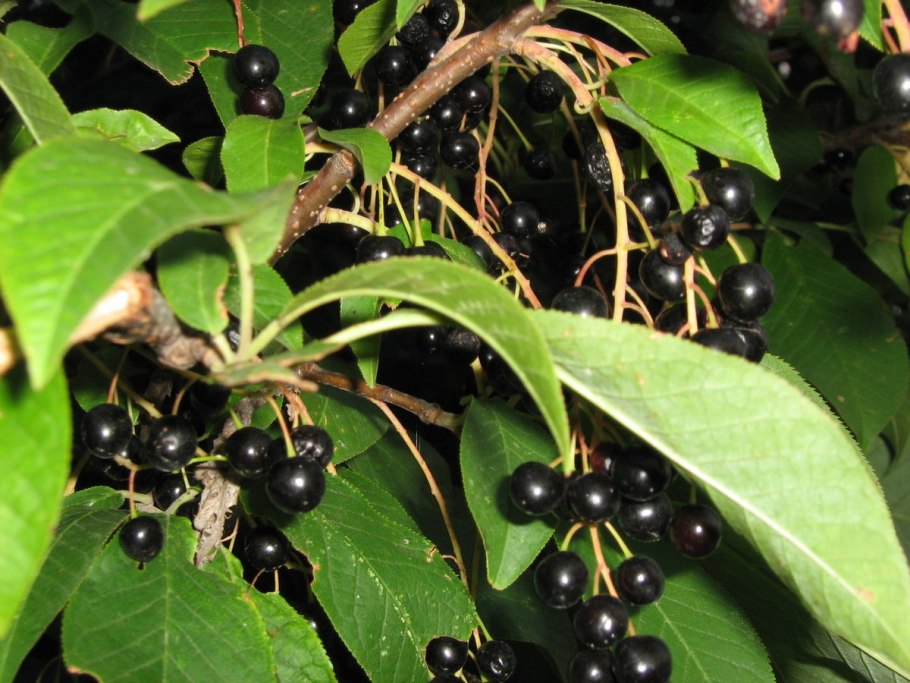 Черемуха дерево с ягодами