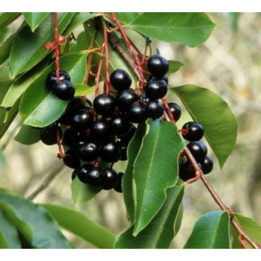 Черёмуха обыкновенная ягоды