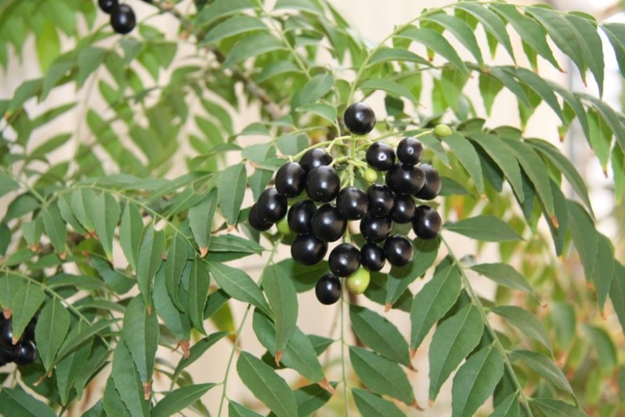 Мурайя Кёнига черноплодная