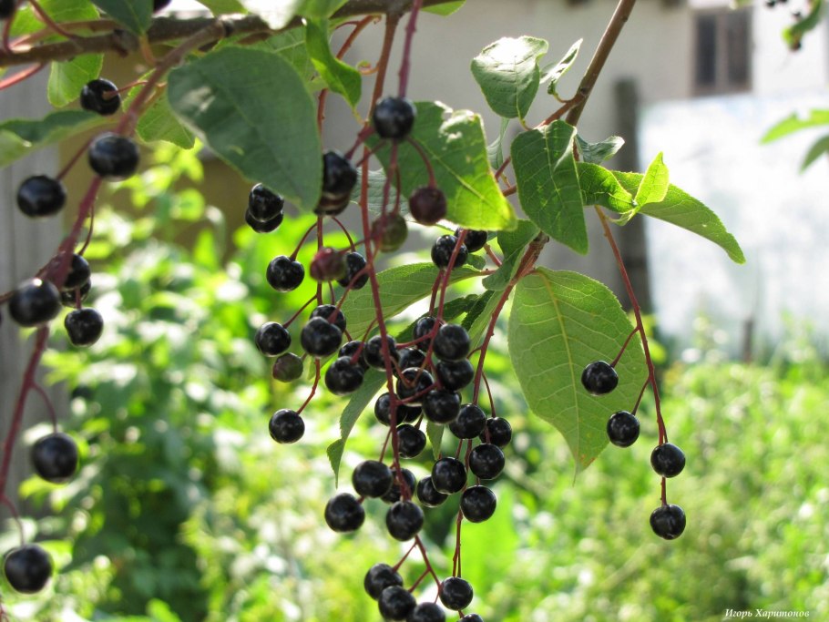 Черемуха куст с ягодами