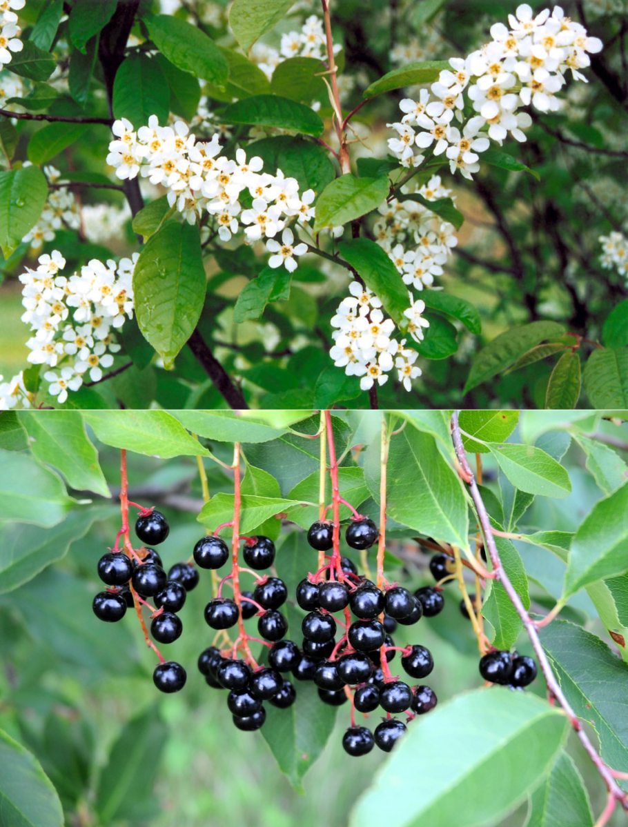 Черемуха дерево с ягодами