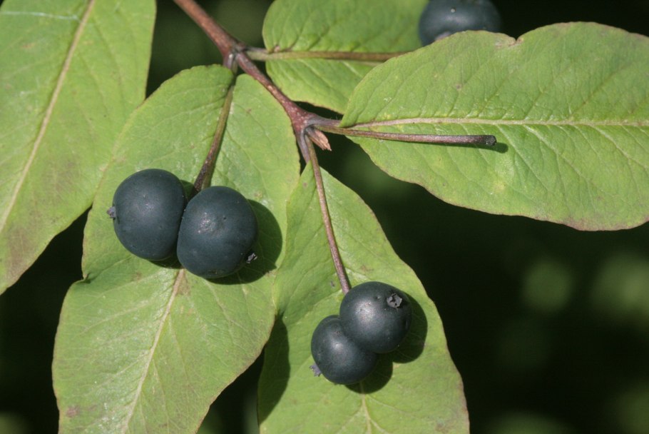 Жимолость черная Лесная