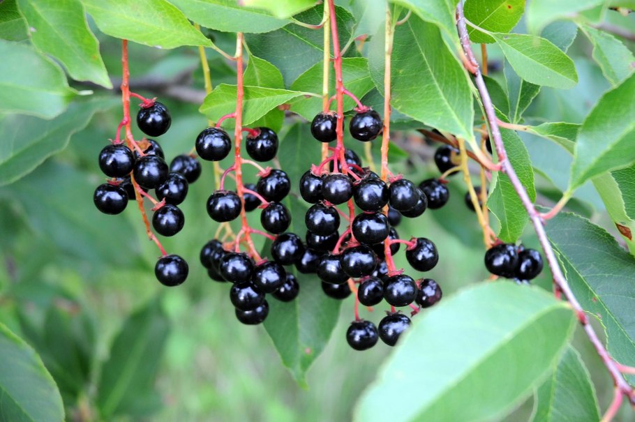 Черёмуха обыкновенная ягоды