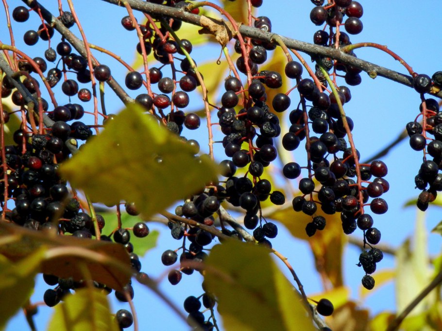 Черёмуха виргинская ягоды