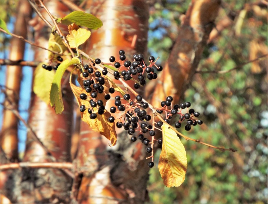 Черемуха Маака дерево