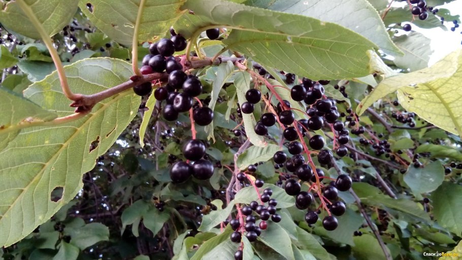 Черёмуха обыкновенная плоды
