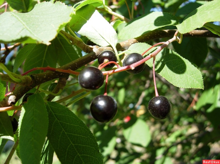 Черемуха Маака ягоды