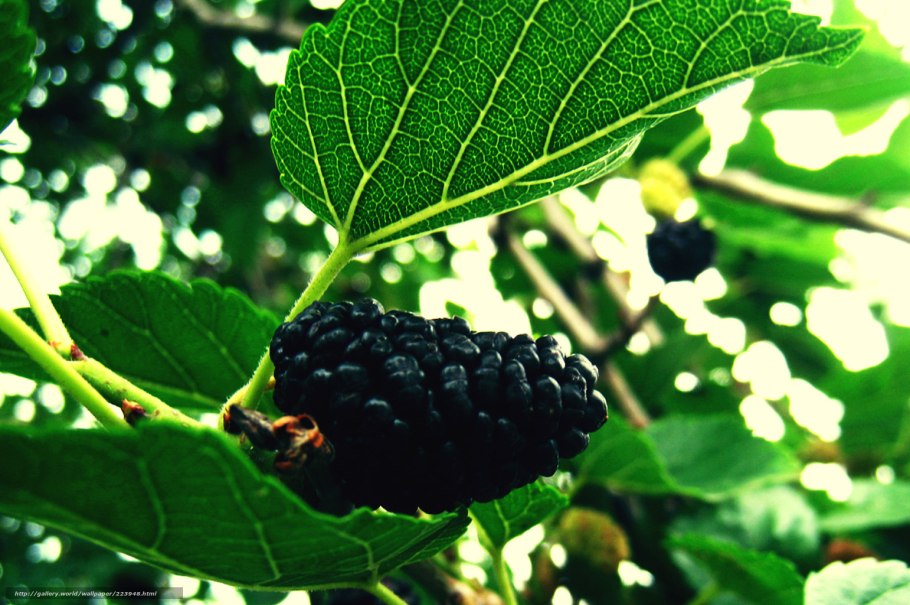 Шелковица крупнолистная