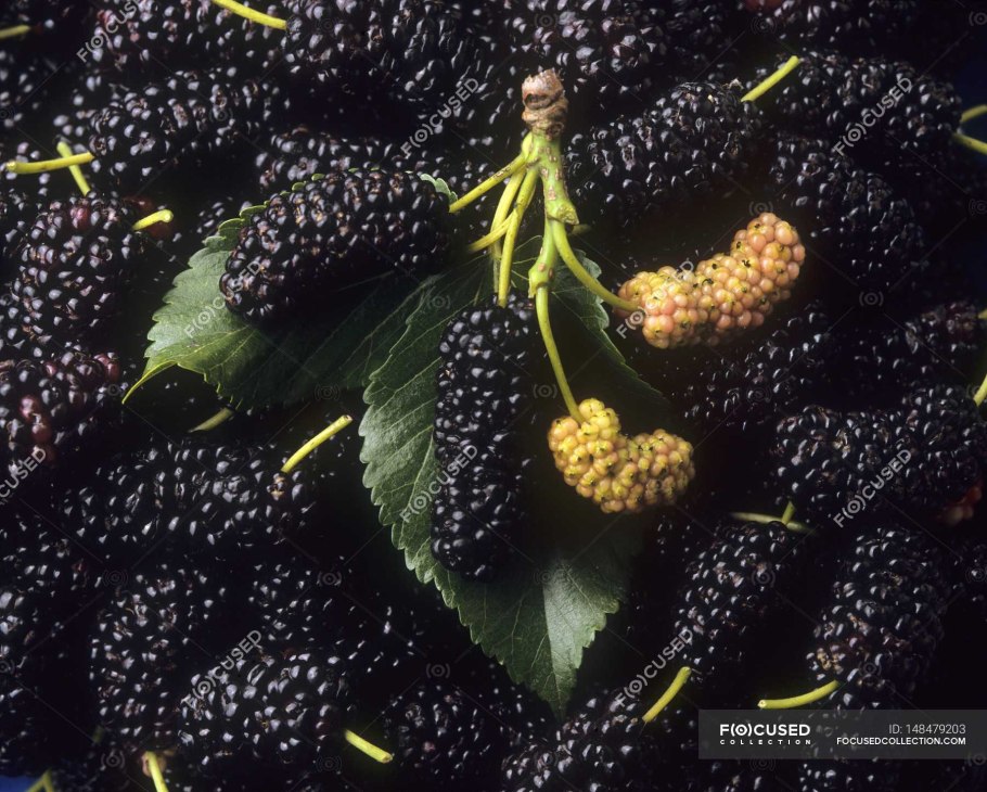 Шелковица Мичуринская