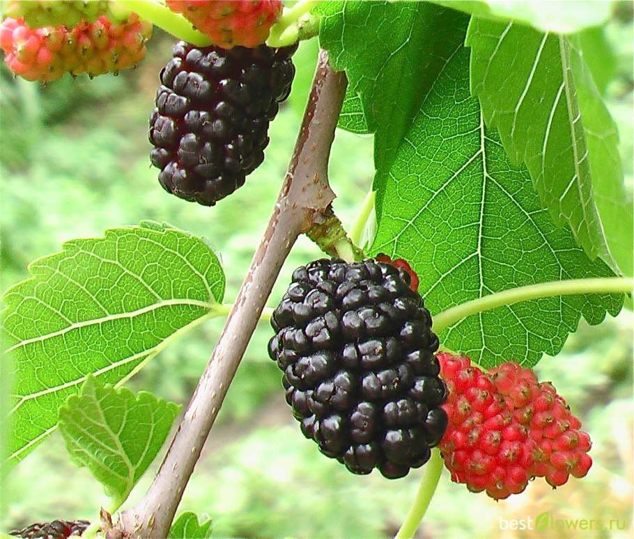 Шелковица тутовник Тютина