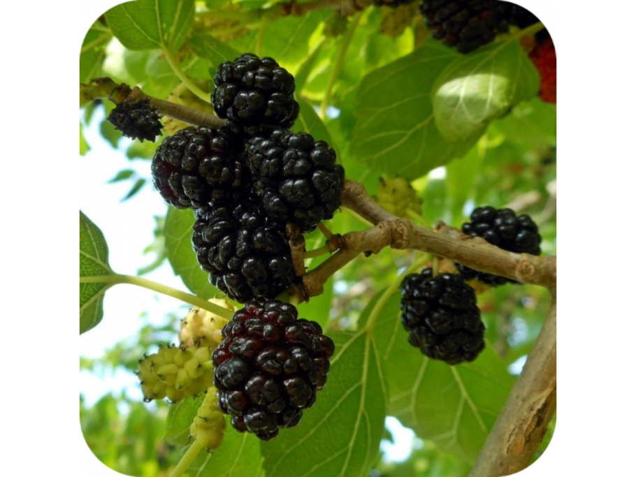 Шелковица Тютина