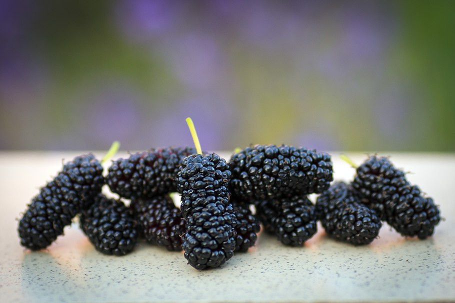 Тутовник ягода