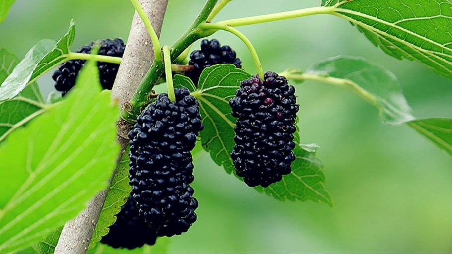 Шелковица черная баронесса