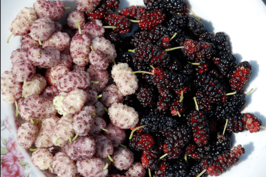 Шелковица ягода