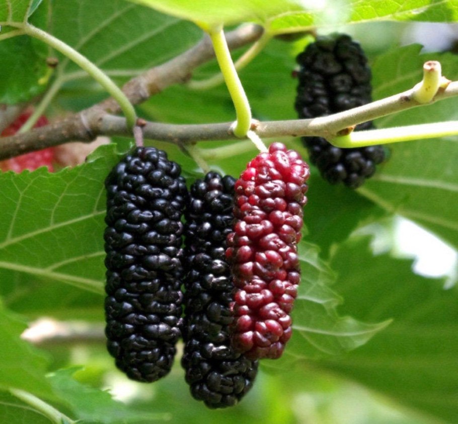 Тутовник шелковица