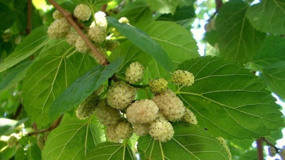 Шелковица белая медовая