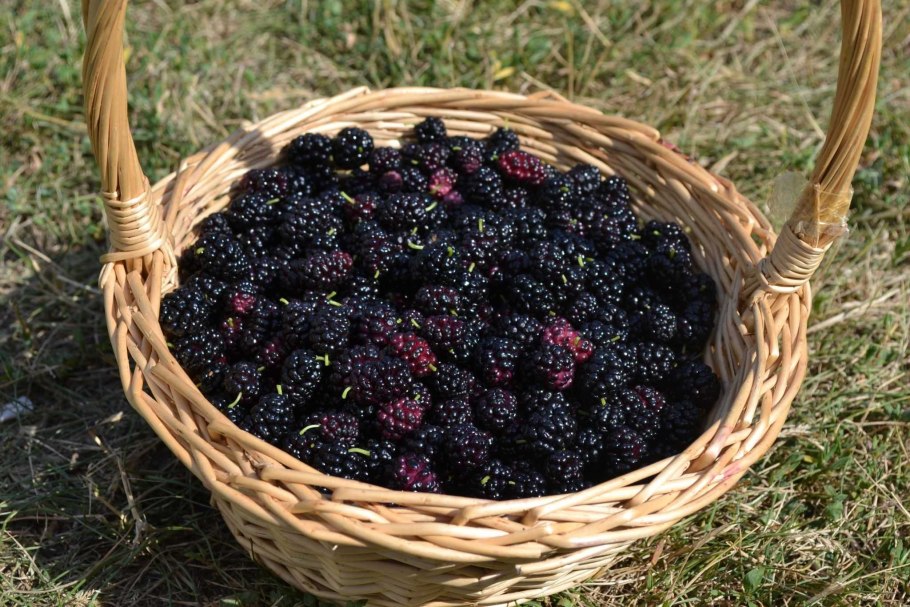 Тутовник ягода