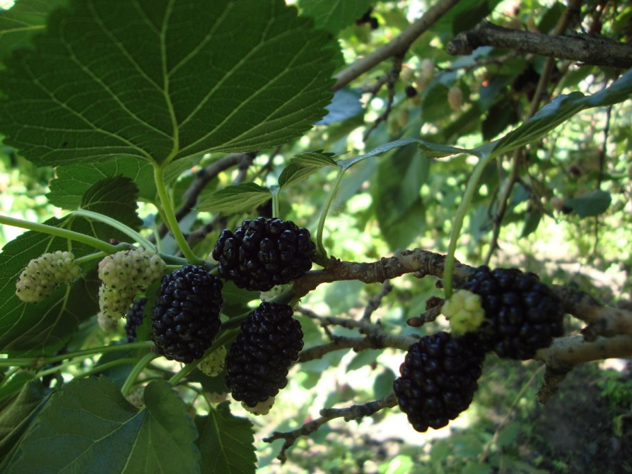 Шелковица Хартут