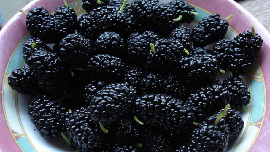 Таджикистанские тутовник