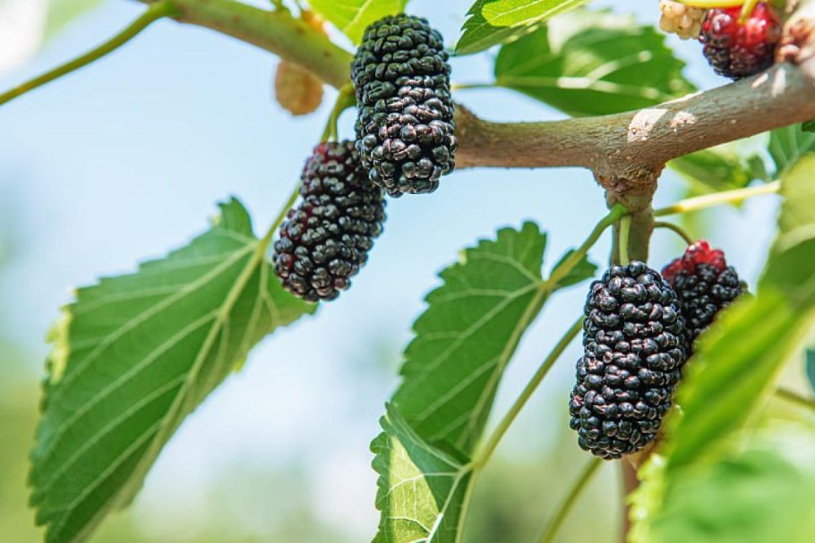 Шелковица недозрелая