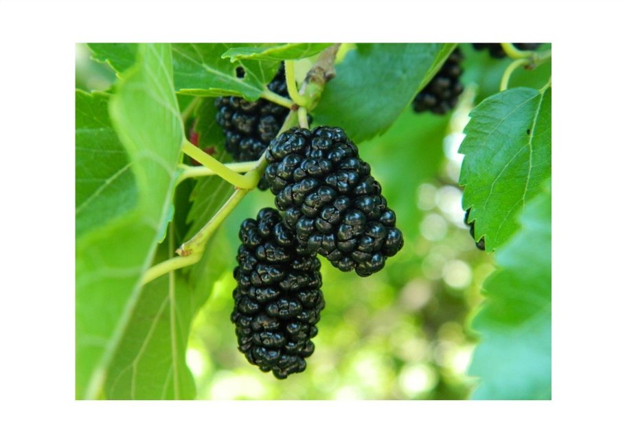 Шелковица Хартут (3 года)