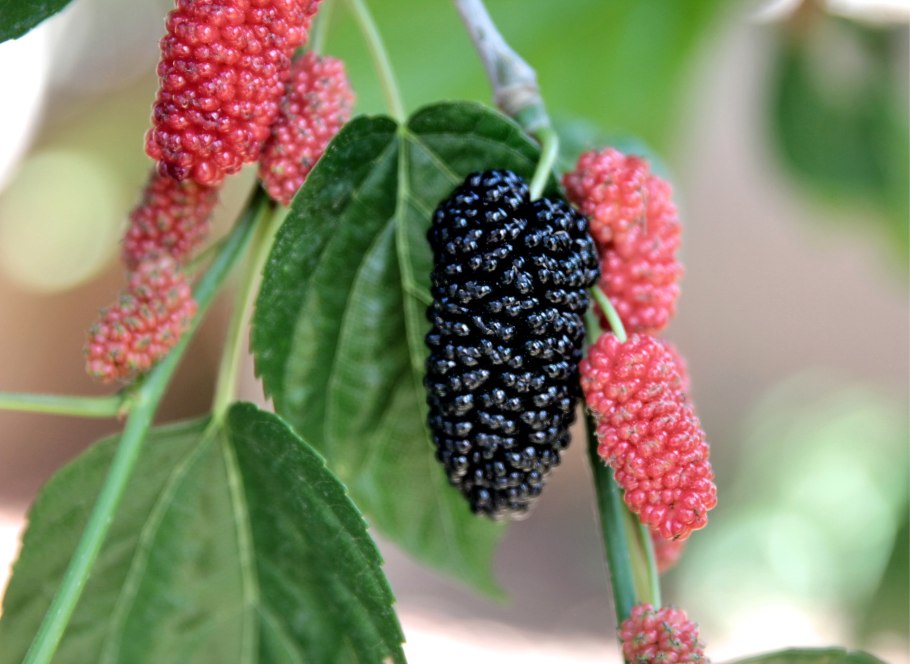Mulberry шелковица