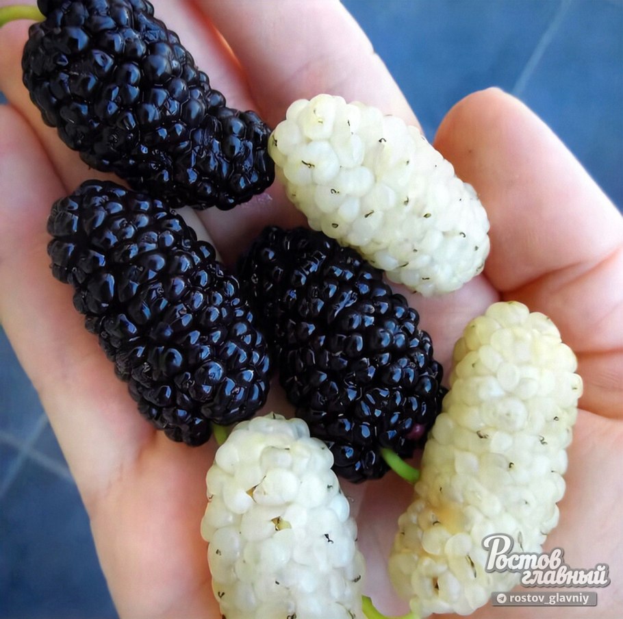 Тутовник шелковица ягода