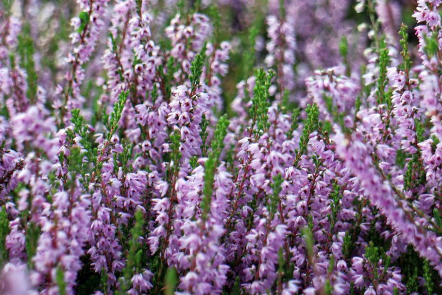 Капский Вереск