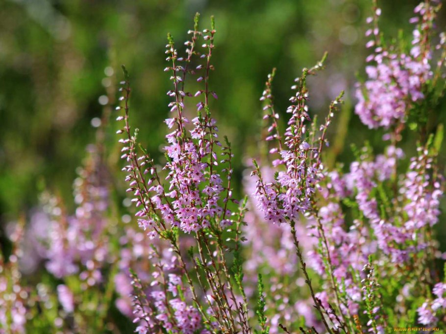 Вереск кустарничек