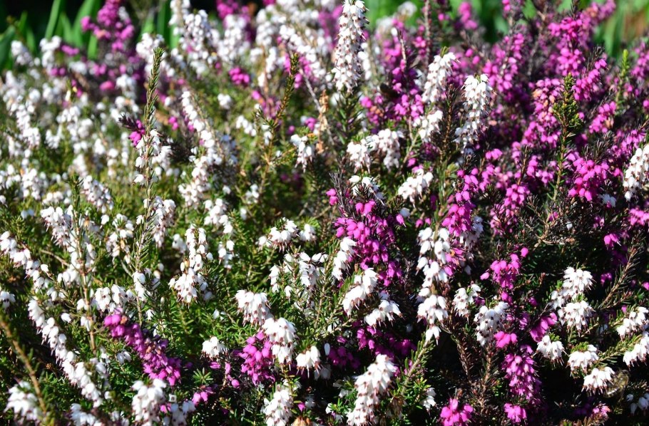 Вереск Каллуна Эрика