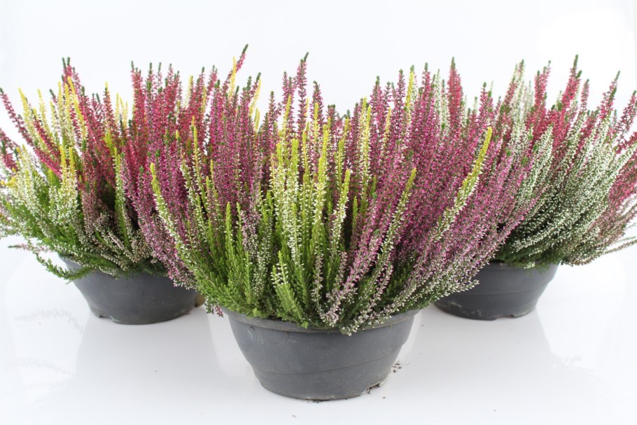 Вереск обыкновенный Elsie Purnell