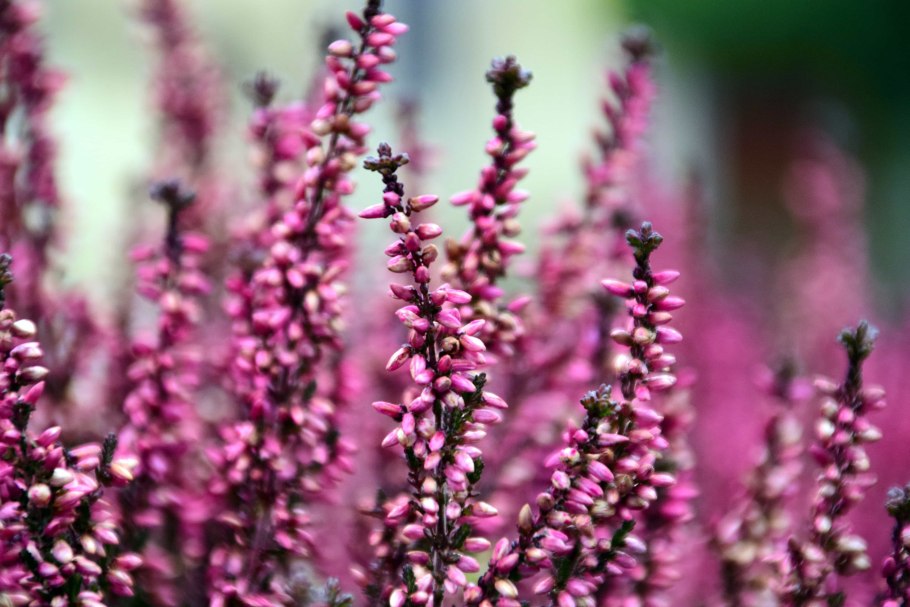 Растение Вереск обыкновенный